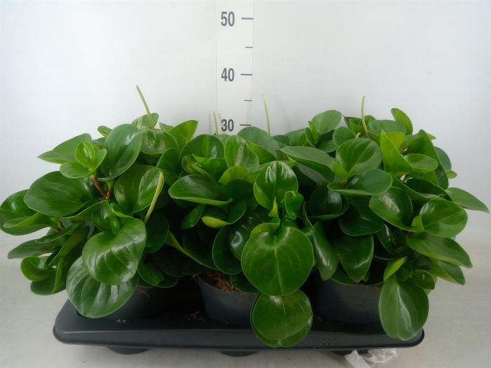 <h4>Peperomia obt. 'Green Gold'</h4>