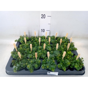 Sedum makinoi 'Kosmosje'