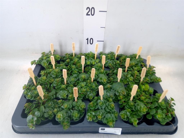 <h4>Sedum makinoi 'Kosmosje'</h4>