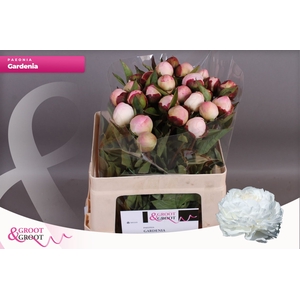 Paeonia Gardenia