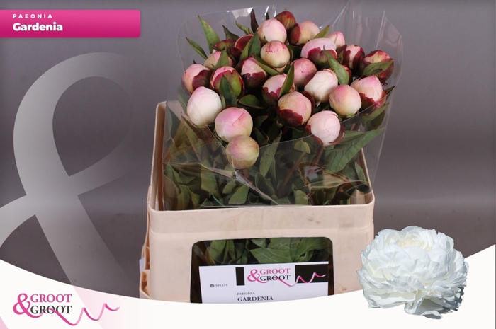 <h4>Paeonia Gardenia</h4>