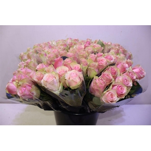 R Gr Belle Rose