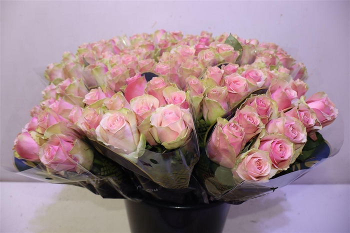 <h4>R Gr Belle Rose</h4>