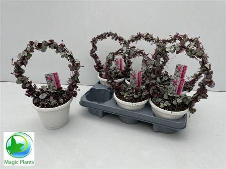 <h4>Ceropegia Wo Silve Glory Bow</h4>