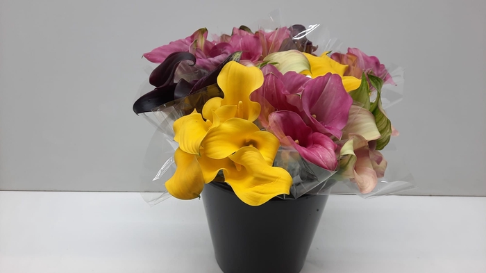 <h4>Mono Calla ass x 10</h4>