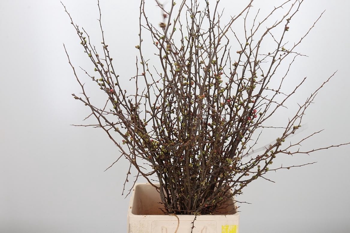 <h4>Chaenomelis Superba</h4>