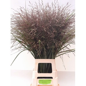 Panicum warrior