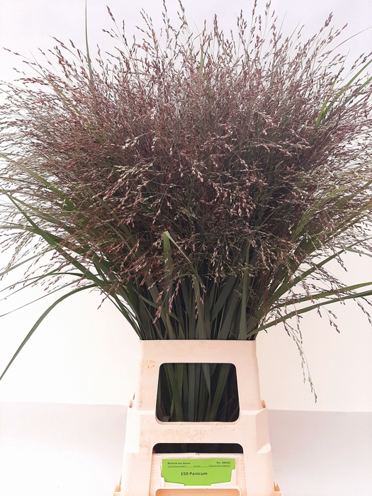 <h4>Panicum warrior</h4>