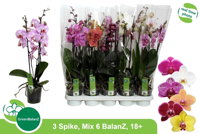 <h4>PHAL GEM 6 KL</h4>