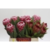 Protea Mix