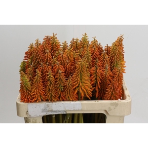 Kniphofia Eycone Orange
