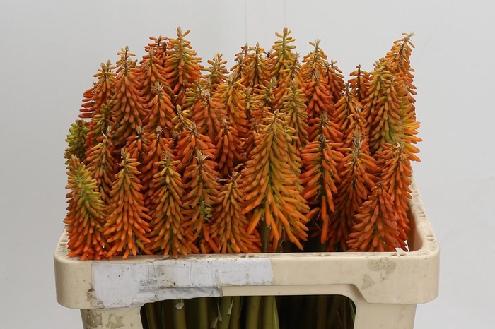 Kniphofia Eycone Orange