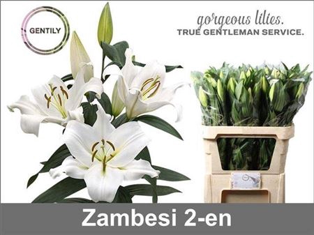 <h4>Li Ot Zambesi</h4>