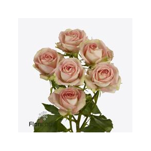 Rosa spray azore