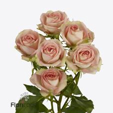 <h4>Rosa spray azore</h4>