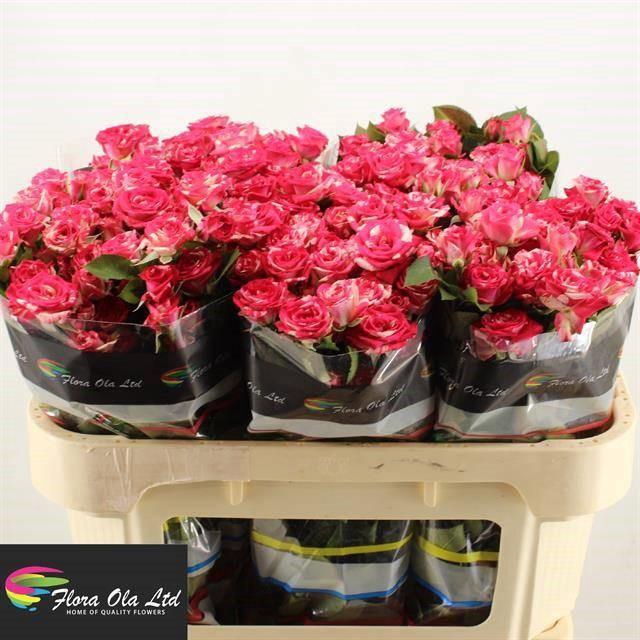 <h4>R TR FIREWORKS</h4>