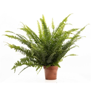 Nephrolepis Green Lady P&PURE Collection