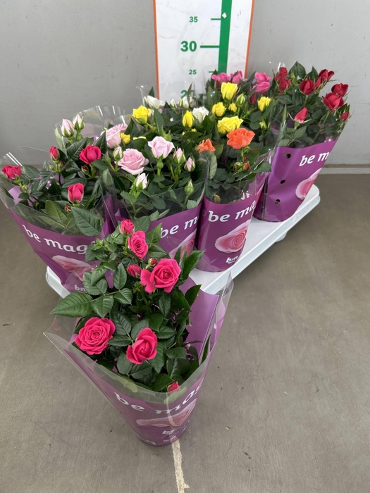 <h4>RO B MONDE GEM</h4>