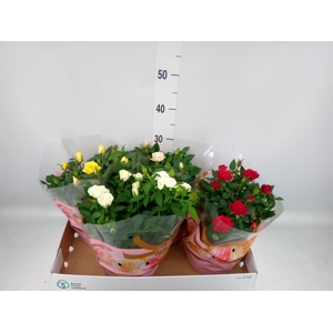 Rosa 'Favourite Roses' ...mix 4