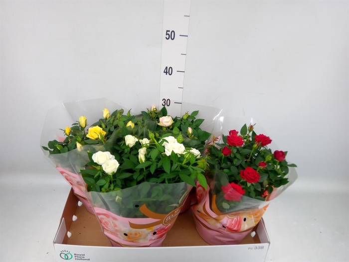 <h4>Rosa  'Favourite Roses'   ...mix 4</h4>