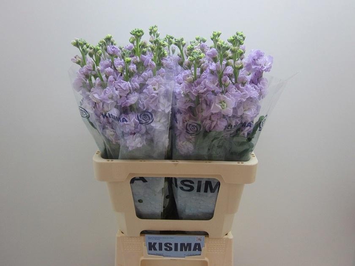 <h4>MATTH IRON MARINE</h4>