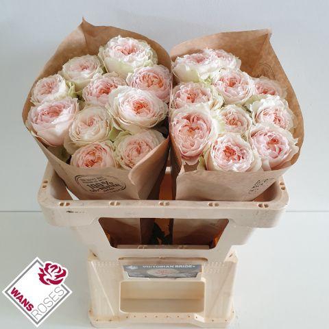 <h4>R GR VICTORIA BRIDE+ .</h4>