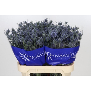 Eryngium Blue Dynamite