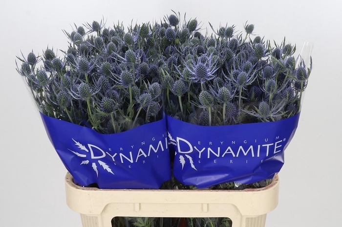 <h4>Eryngium Blue Dynamite</h4>