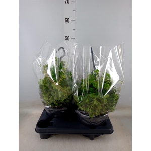 Parthenocissus  'Sugar Vine'