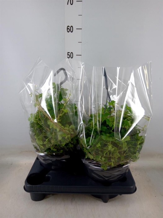 <h4>Parthenocissus  'Sugar Vine'</h4>