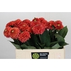Dahlia Orange Fox