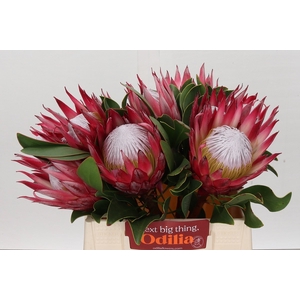 Protea Cynaroides Madiba