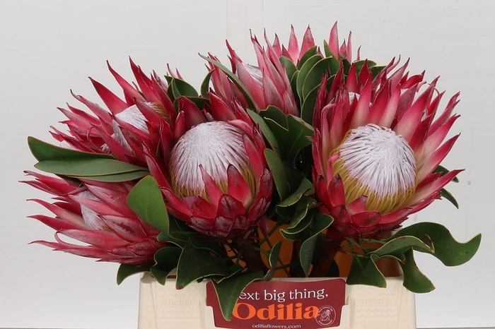 <h4>Protea Cynaroides Madiba</h4>