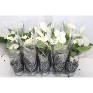 ANTHURIUM SUCCESS WHITE P12 BRANCO