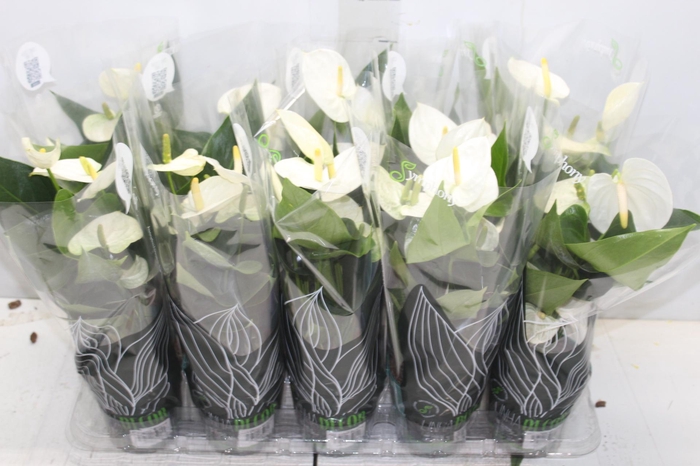 <h4>ANTHURIUM SUCCESS WHITE P12 BRANCO</h4>