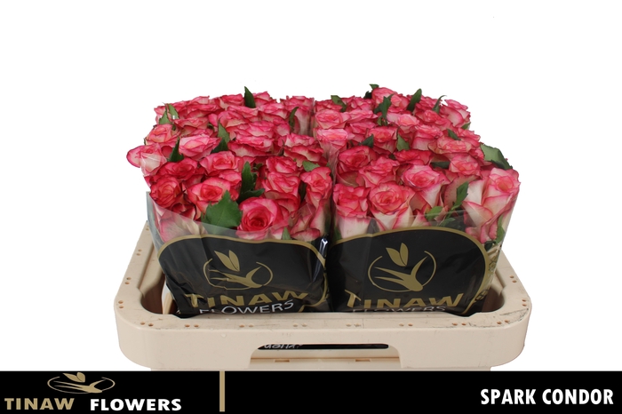 <h4>R GR SPARK CONDOR</h4>