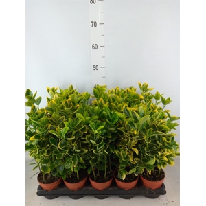 Euonymus japon. 'Aureus'