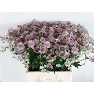 Astrantia Major Ov