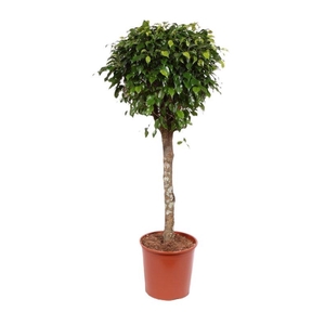 Ficus Danielle