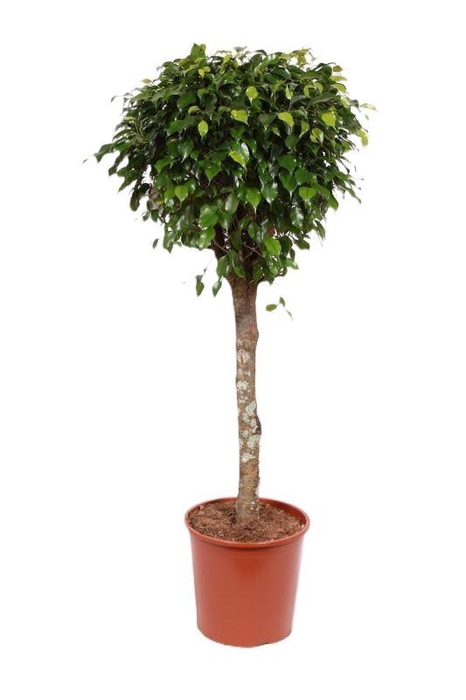 <h4>Ficus Danielle</h4>