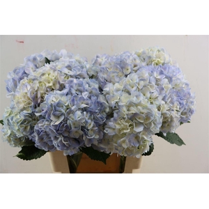 Hydr M Light Lila Tinted