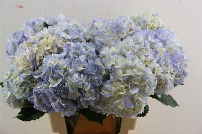 <h4>Hydr M Light Lila Tinted</h4>