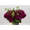 Dahlia Cryfield Harmony