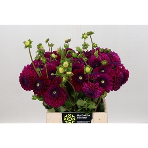Dahlia Cryfield Harmony