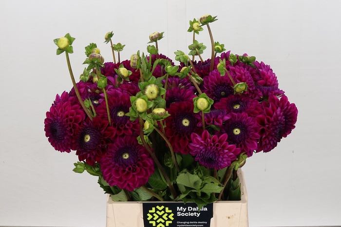 <h4>Dahlia Cryfield Harmony</h4>
