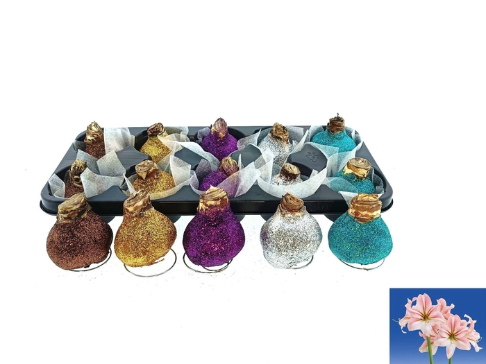 <h4>BLOEMBOL HIPPEASTRUM</h4>