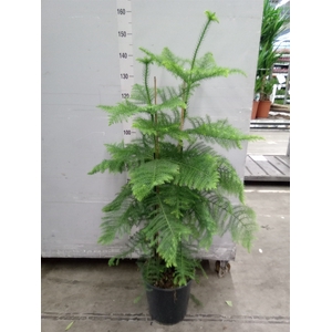 Araucaria heterophylla