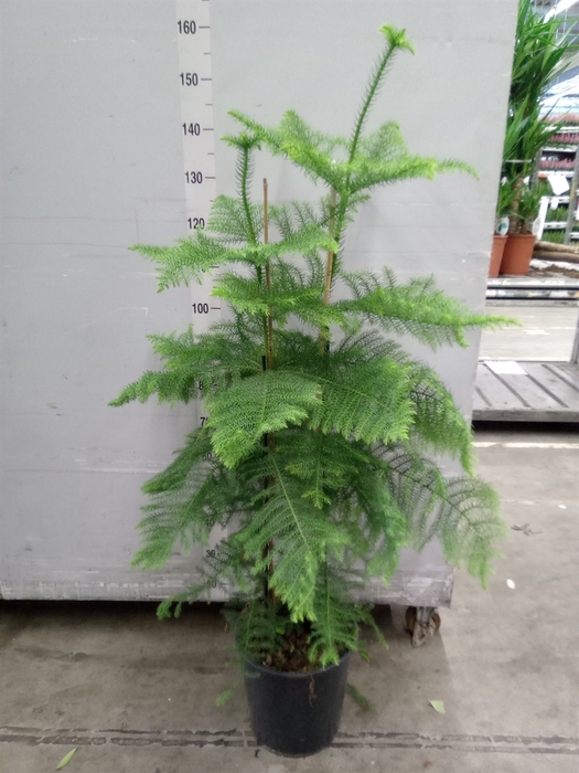 <h4>Araucaria heterophylla</h4>