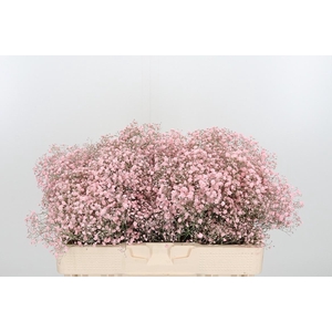 Gyps Kl Bh Licht Roze