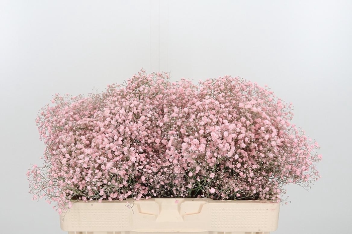 <h4>Gyps Kl Bh Licht Roze</h4>